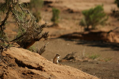 View of a horse on a field