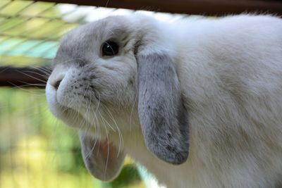 Close-up portrait of pig