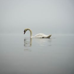 Swan swimming in lake