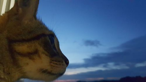 Close-up portrait of dog against sky