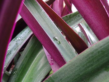 Full frame shot of plant growing outdoors