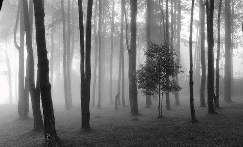 Trees in forest