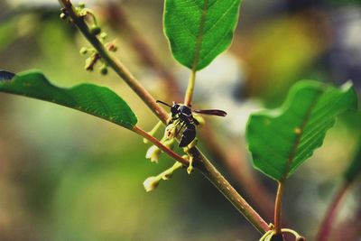 Close-up of insect on plant