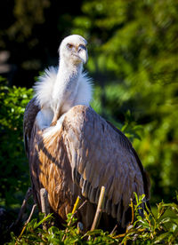 Close-up of vulture perching on tree