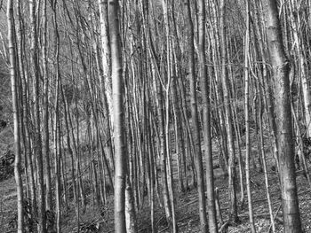Full frame shot of bamboo trees in forest