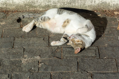 White tabby cat lying on the floor sunbathing in the morning. salvador, bahia, brazil.