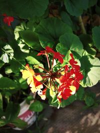 Close-up of red flowering plant