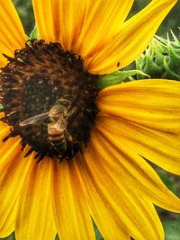 Close-up of bee pollinating on yellow flower