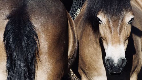 Close-up of a horse