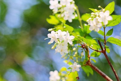 Close-up of white flowers blooming on tree