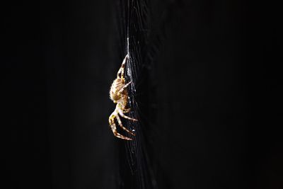 Close-up of spider on web against black background