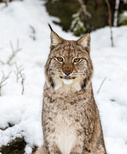 Portrait of cat on snow