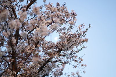 Low angle view of cherry blossoms against sky