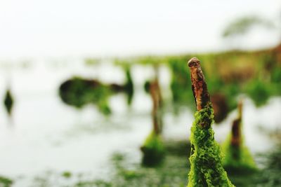 Close-up of plant on moss covered land