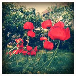 Close-up of red flower blooming in field