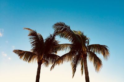 Low angle view of palm tree against clear blue sky