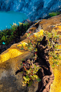 High angle view of yellow flowering plants on rock