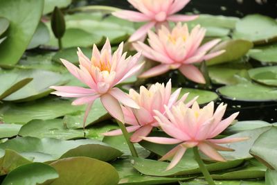 Close-up of pink lotus water lily in pond