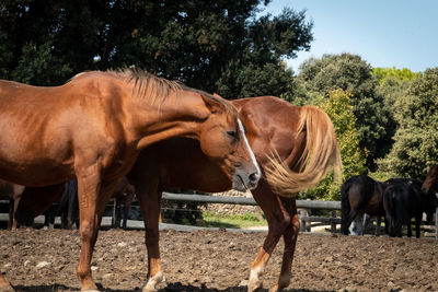 Horses in the field