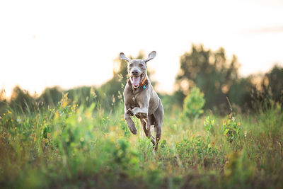 Dog running in a field