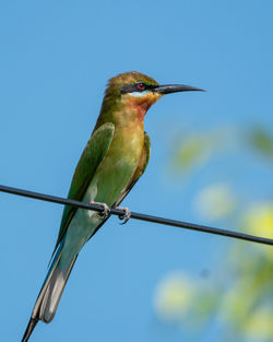 Blue tailed bee eater shot at malacca malaysia