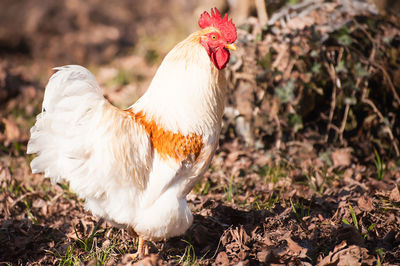 Close-up of rooster on field