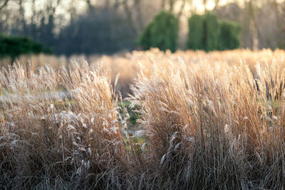 grass