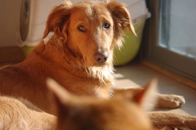 Portrait of dog at home