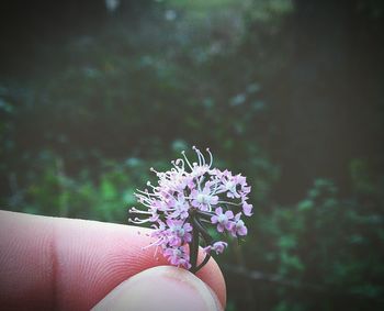 Close-up of flowers