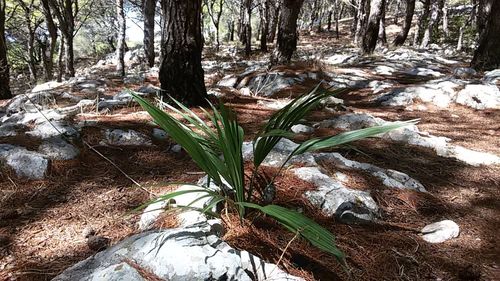 Trees growing in forest