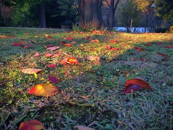 Trees growing on grassy field