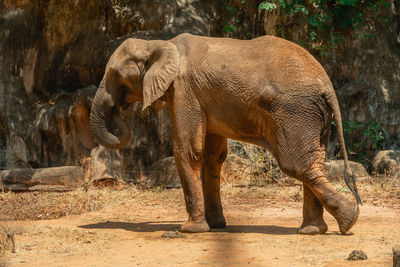 View of elephant in zoo