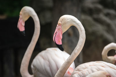 Close-up of swan