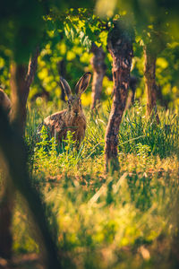 Squirrel on tree