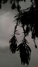 Low angle view of silhouette tree against sky