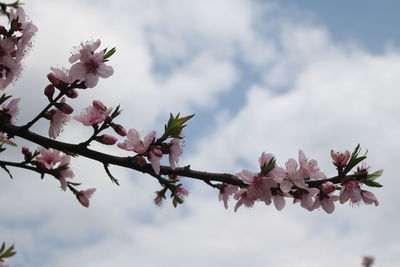 Low angle view of pink flowers on branch