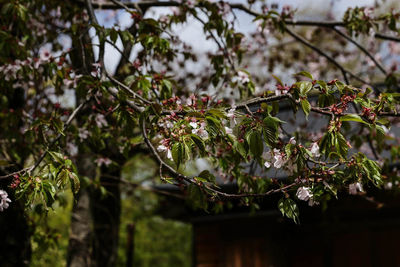 Close-up of fruit growing on tree