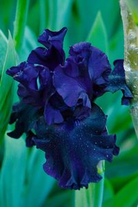 Close-up of wet purple flower