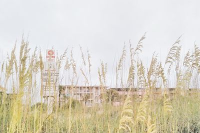 Plants growing on field