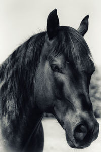 Close-up of a horse