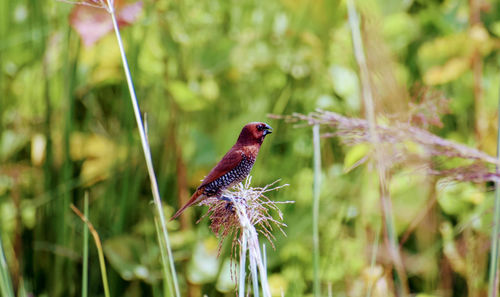 Close-up of a bird perching on a plant