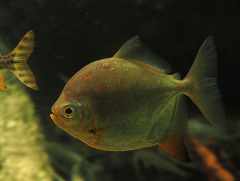 Close-up of fish swimming in sea