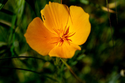 Close-up of yellow flowering plant