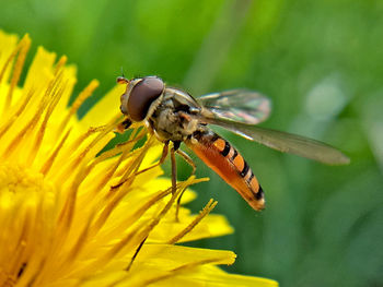 Close-up of insect on yellow flower