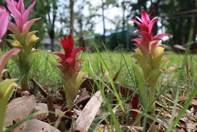 Close-up of red flowering plants on land