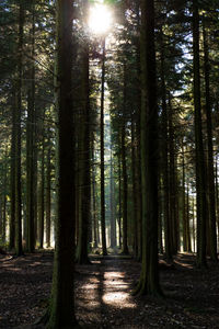 Sunlight streaming through trees in forest