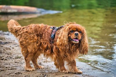 Brown dog in a lake