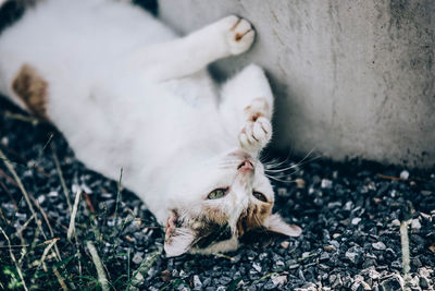 Cat lying on a field