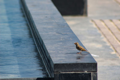 Bird perching on floor