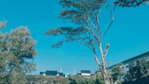 Low angle view of trees and buildings against blue sky